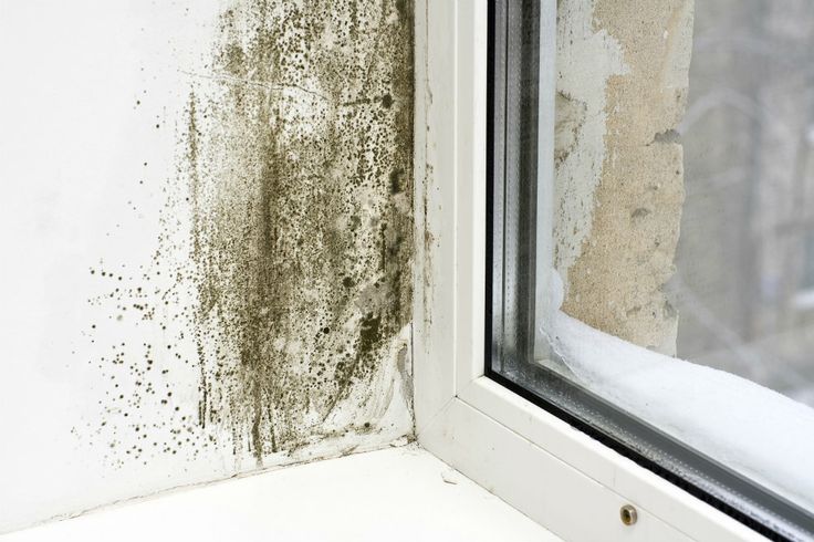 Capilares Odia mosquito Cómo aparece el moho en techos y paredes? | Murprotec