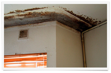 Damp On Ceilings Murprotec