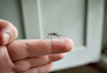 Mosquito gigante sobre pared húmeda: señal de humedad y plagas – Murprotec