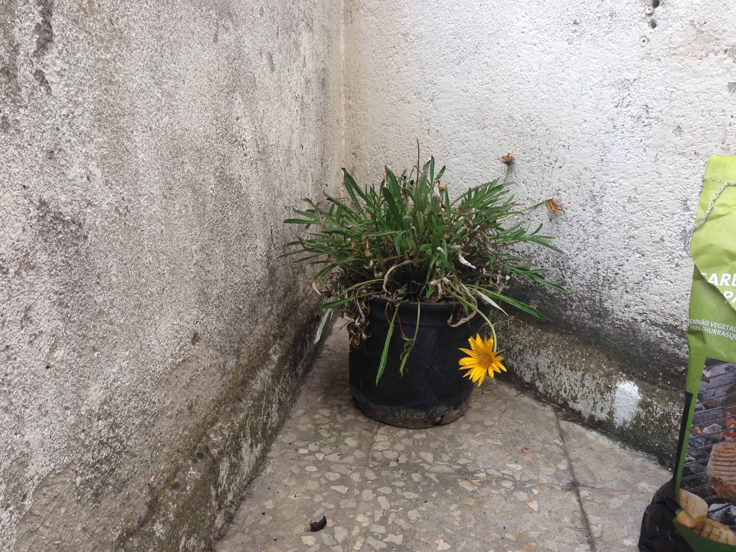 humedades en jardines