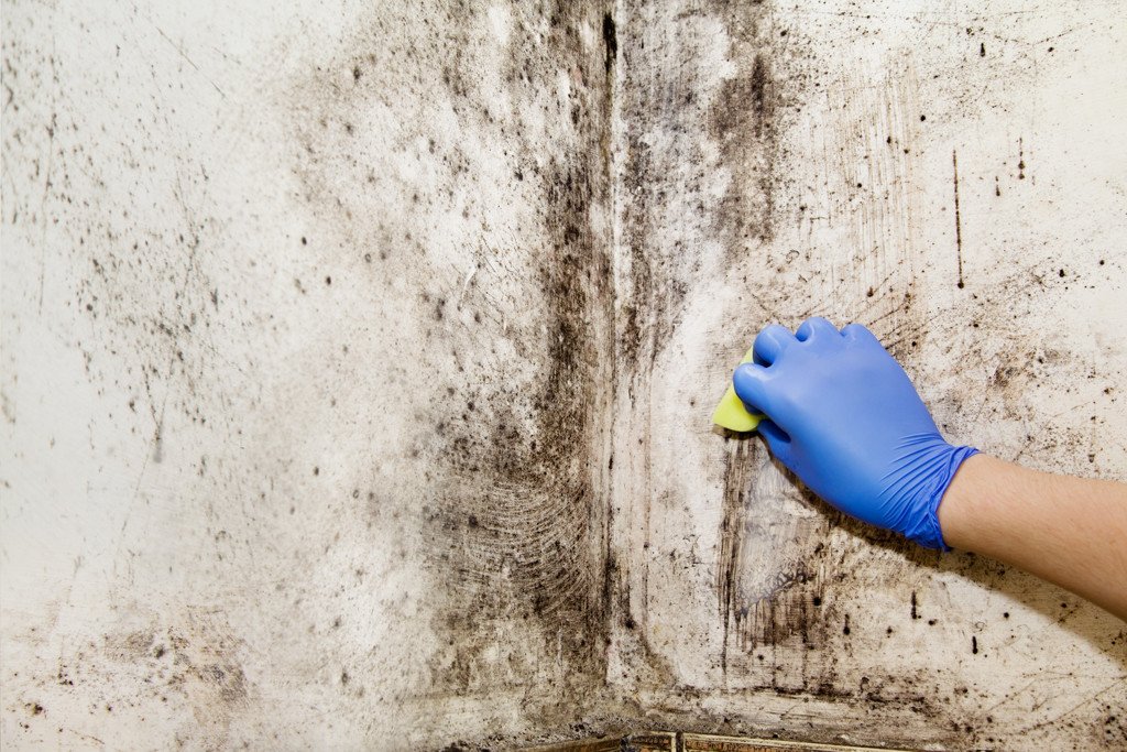 Hand with sponge cleans mold on the wall