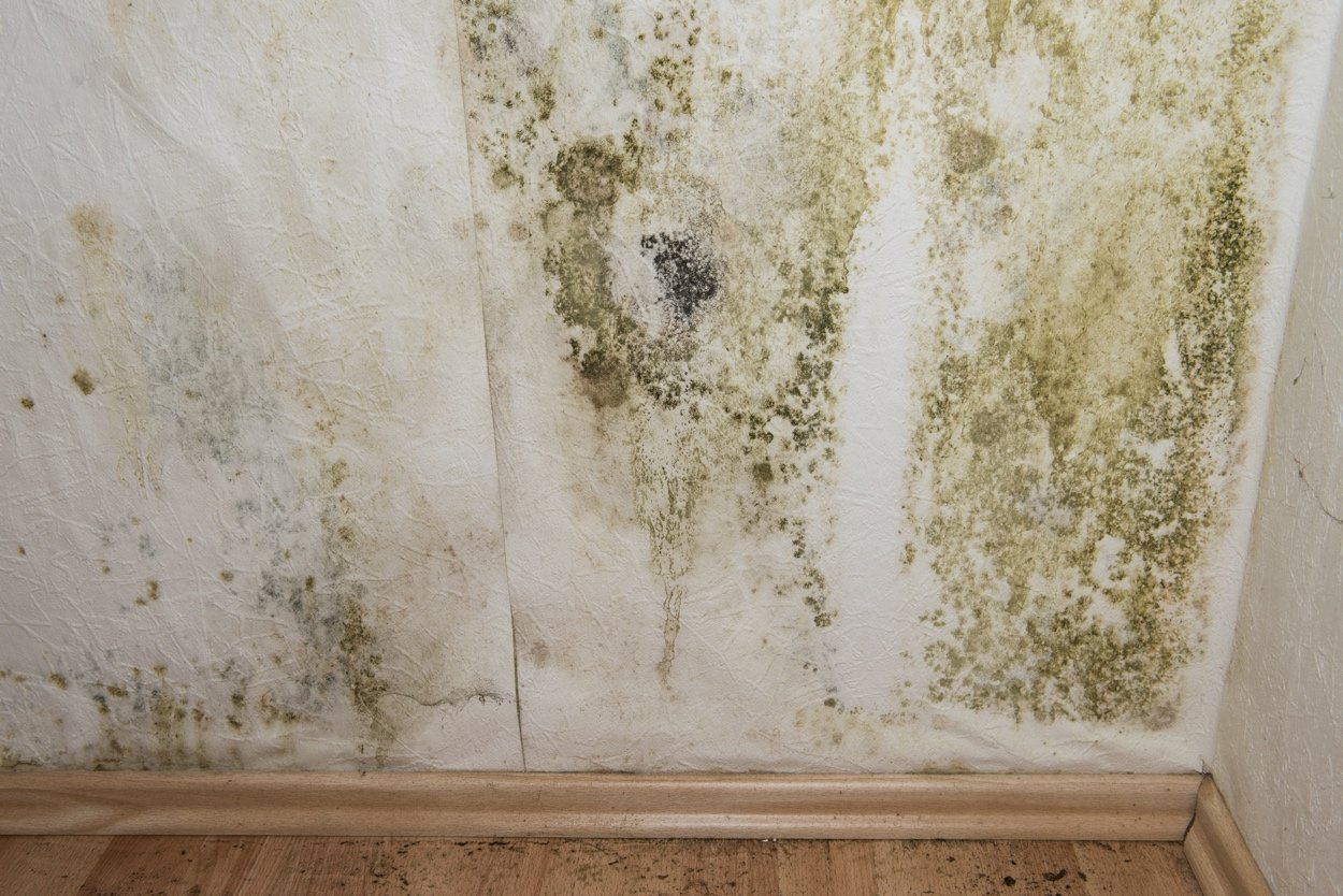 Hablar con Conjugado Sabroso La presencia de humedades en paredes, un problema habitual | Murprotec