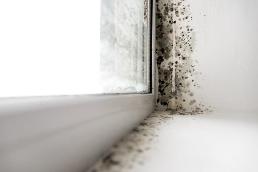 Ventana moho