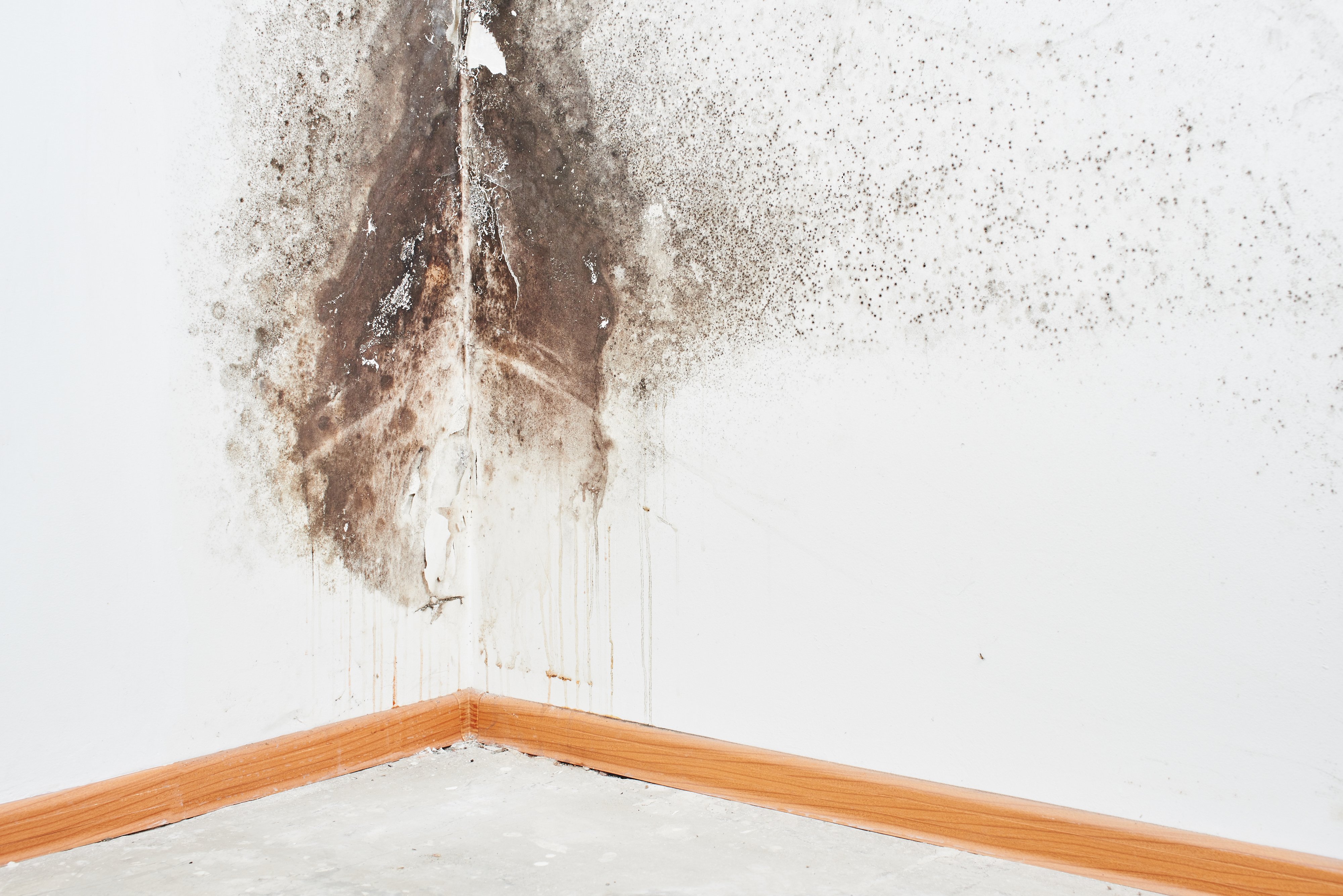 Mold. Aspergillus. Black fungus on a white wall in a corner on the ceiling.