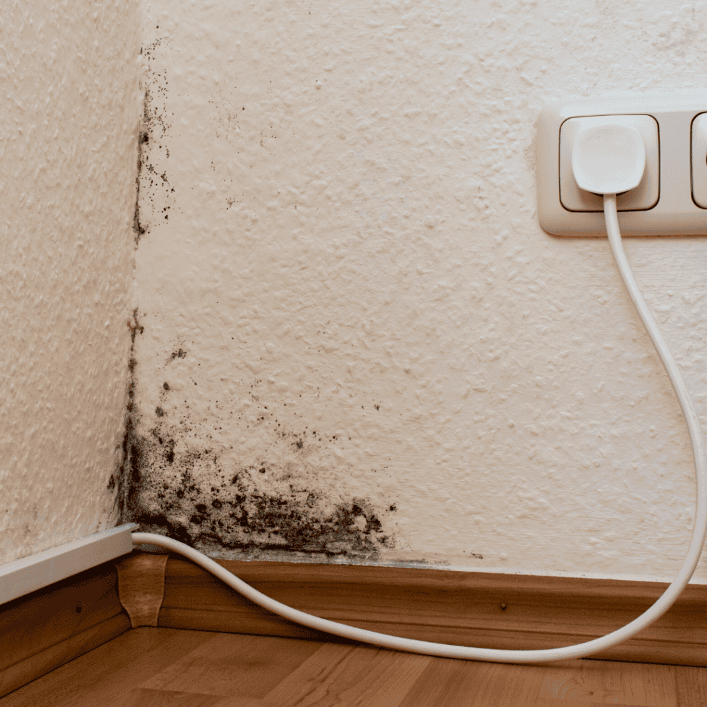 Moho negro en pared