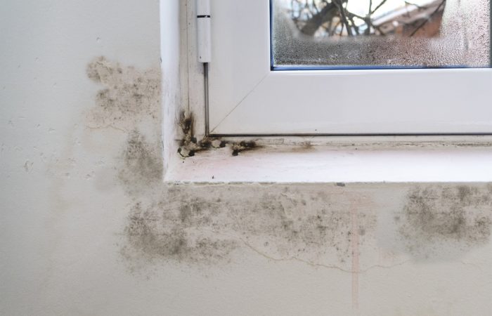 Black mold on white window sill and wall