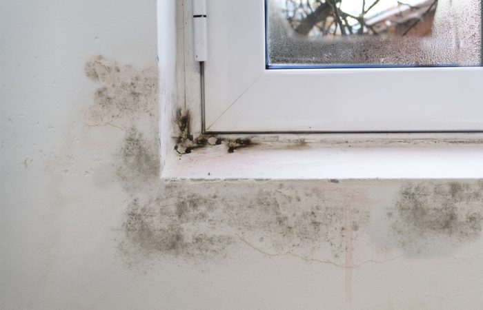Black mold on white window sill and wall Black mold on white window sill and wall