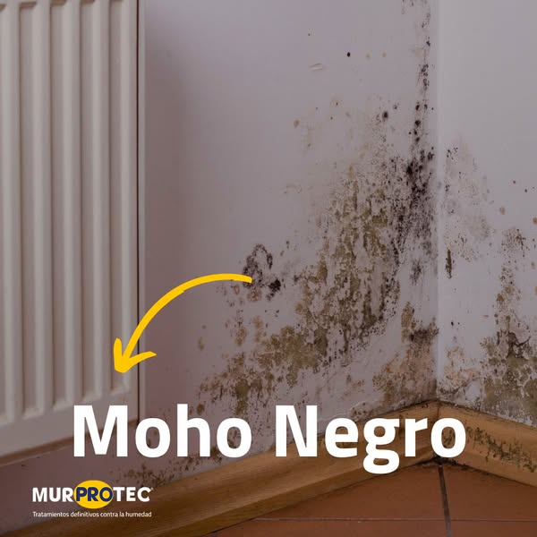 moho en edificio
