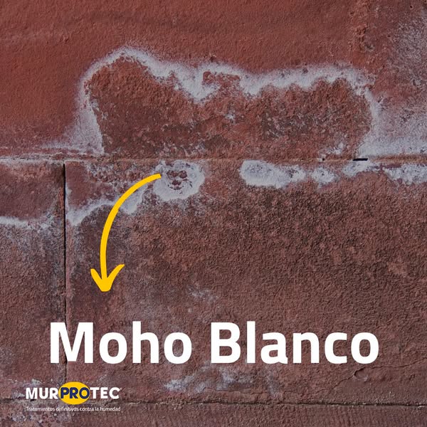 moho en edificio
