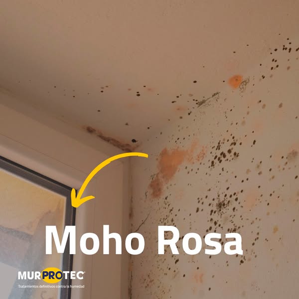 moho en edificio