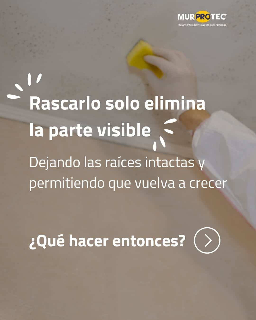 tipos de mohos