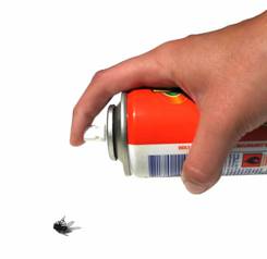mosquito
