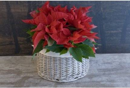 image005