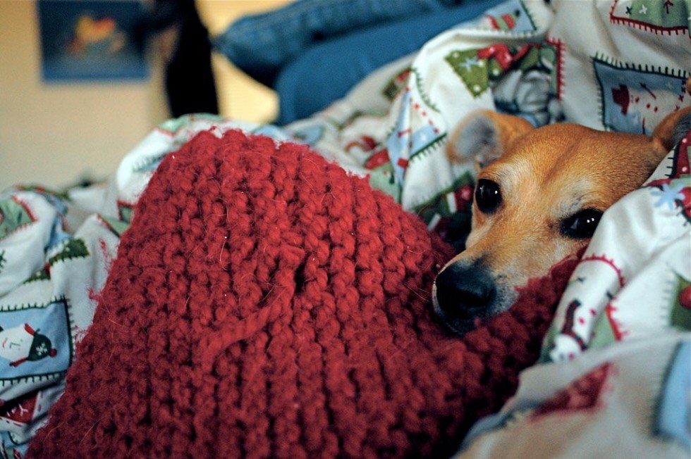 perrito-enfermo humedad, hogar, vivienda